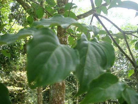 福山植物之旅-四照花