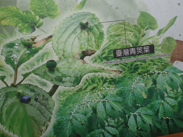 福山植物之旅-台灣菁莢葉