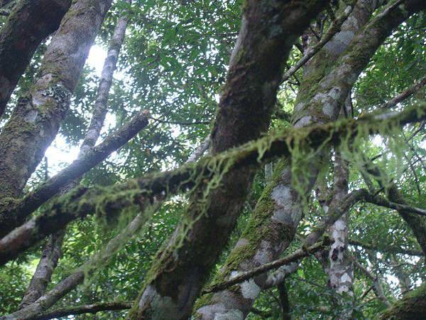 福山植物之旅-松蘿