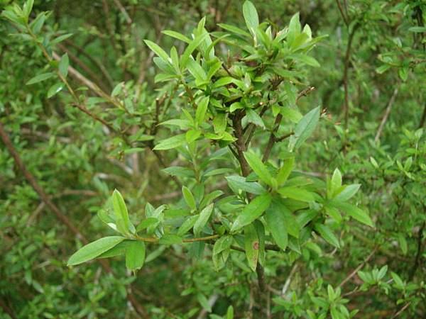 福山植物之旅-烏來杜鵑