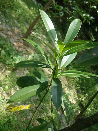 福山植物之旅-烏心石舅