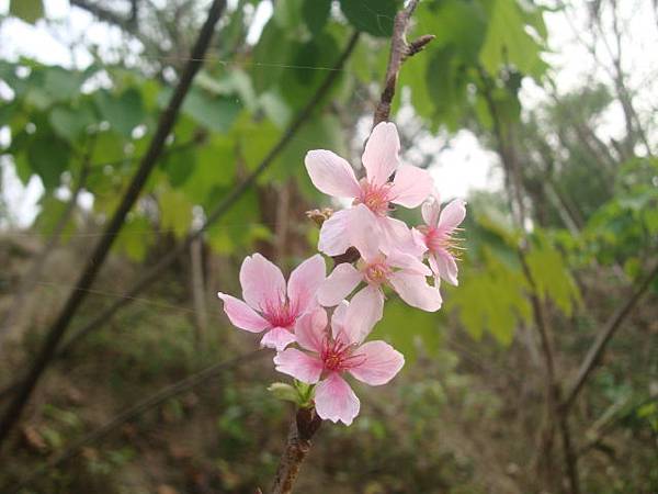 國姓山居104.03.21-5