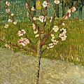 50093-Almond tree in blossom by Vincent van Gogh (1853–1890) at 1888.jpg