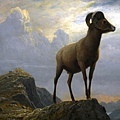 13063-Study of a Bighorn Ram by Albert Bierstadt (1830–1902).jpg