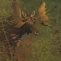 13065-Study of a moose by Albert Bierstadt (1830–1902).jpg