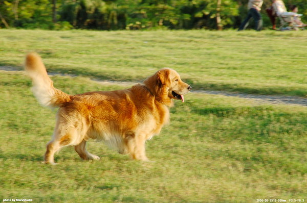 黃金獵犬