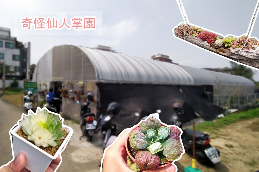 【桃園 中壢】奇怪仙人掌園-採購多肉植物的參觀好去處.jpg