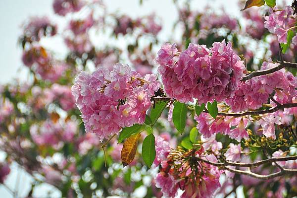 洋紅花風鈴木009.jpg