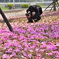 洋紅花風鈴木014.jpg