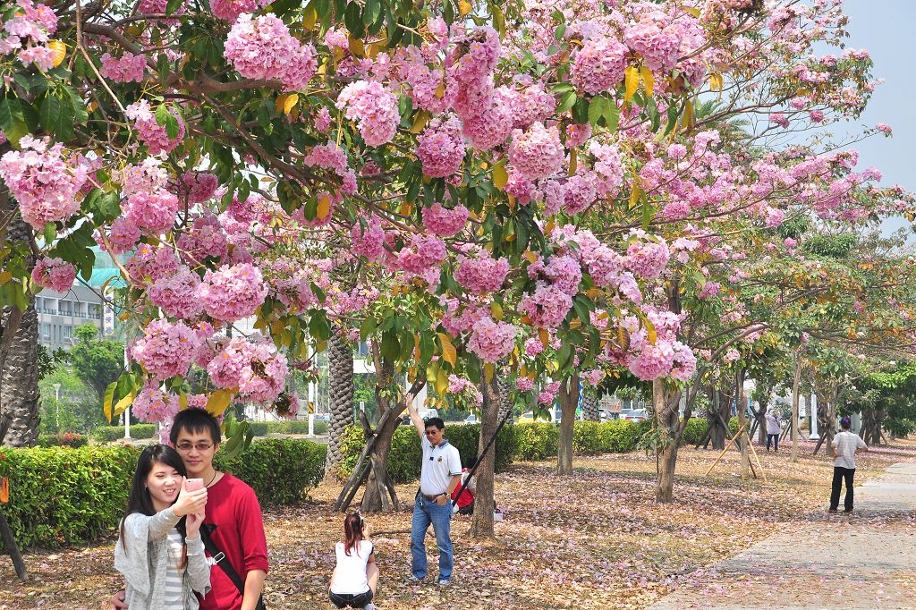 洋紅花風鈴木020.jpg