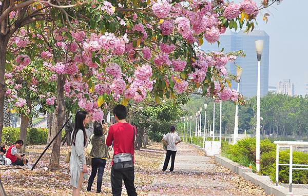 洋紅花風鈴木021.jpg