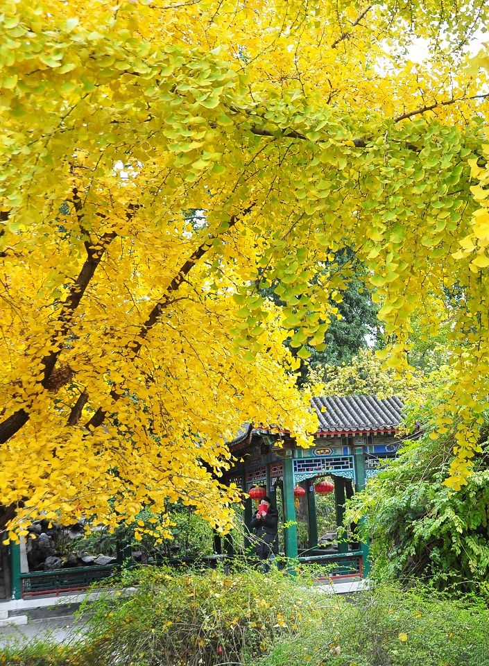 2015北京大觀院銀杏011.jpg 2015北京大觀院銀杏011.jpg