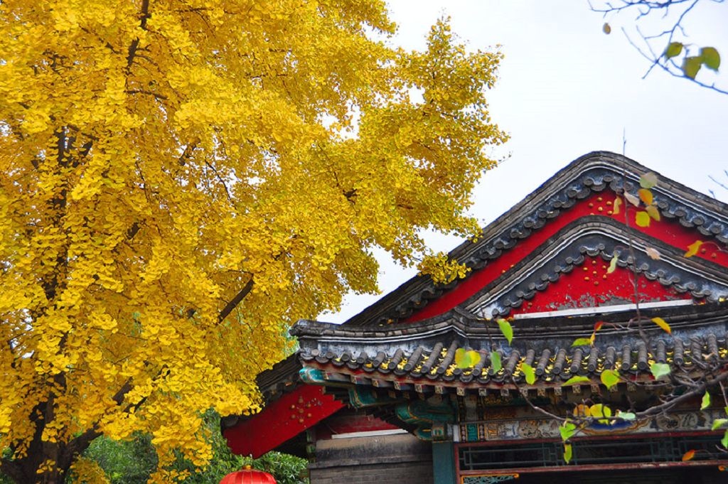 2015北京大觀院銀杏020.jpg 2015北京大觀院銀杏020.jpg
