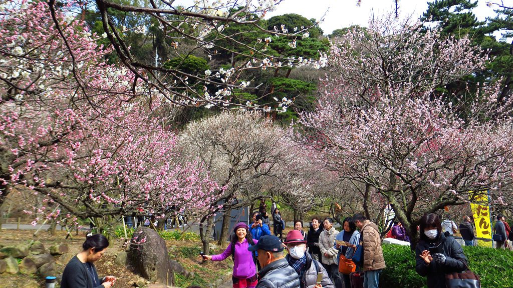  2017.2.18熱海梅園梅花祭012.jpg