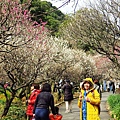  2017.2.18熱海梅園梅花祭017(001).jpg