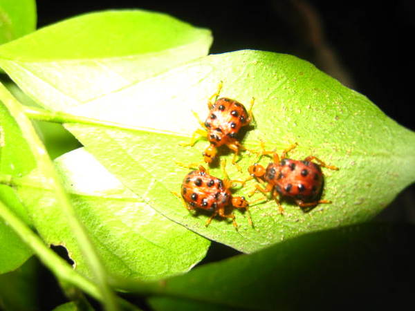 4.黑點捲葉象鼻蟲