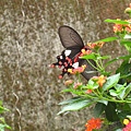 03-2大紅紋鳳蝶　