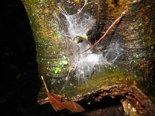 05台灣三種有毒蜘蛛之一結的網'右方小圓孔是出入口　
