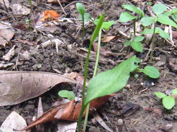 36瓶耳小草 