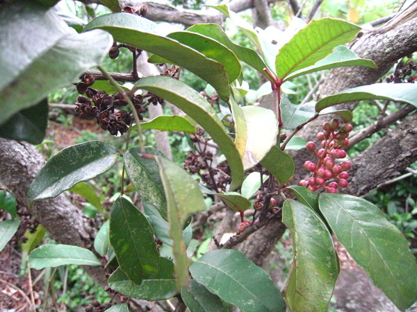 05-3屬芸香科果實有油點 