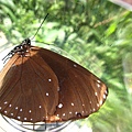 15-1圓翅紫斑蝶 