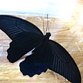 21第2隻黑鳳蝶出生了　