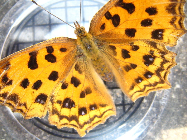 06-3觀察盒內的黃蛺蝶 