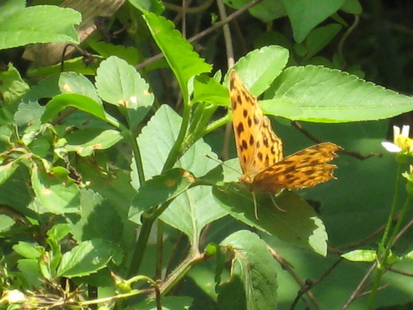06-4樹上的黃蛺蝶 