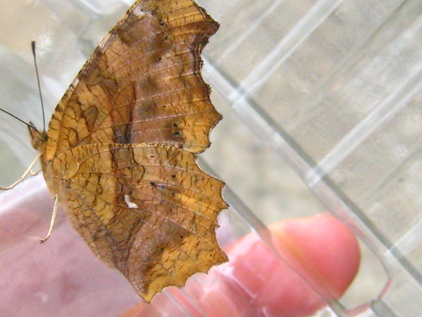 06-6有L型白斑可辨認是黃蛺蝶 