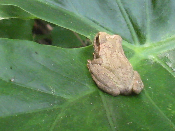 04-1褐樹蛙 