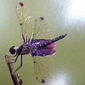  19賽琳蜻蜓~翻拍自圖鑑