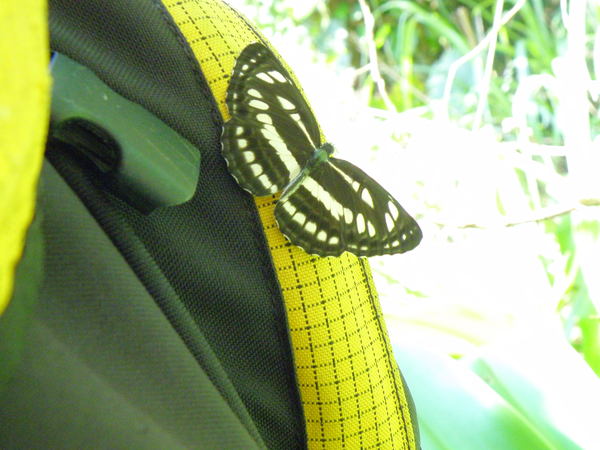 06琉球三線蝶 