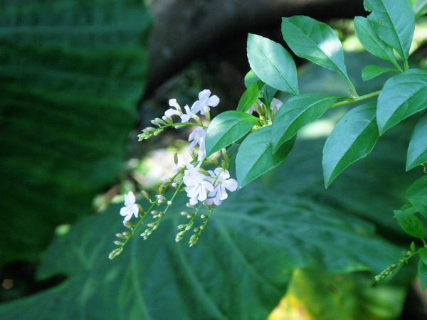 15-04金露花 