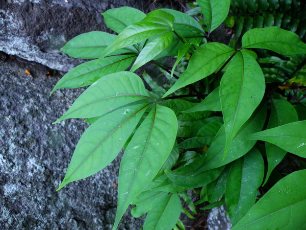 09-02石門麟山鼻魚木 