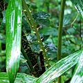 14-02基隆情人湖黃藤