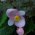 14-05水鴨腳秋海棠雄花 