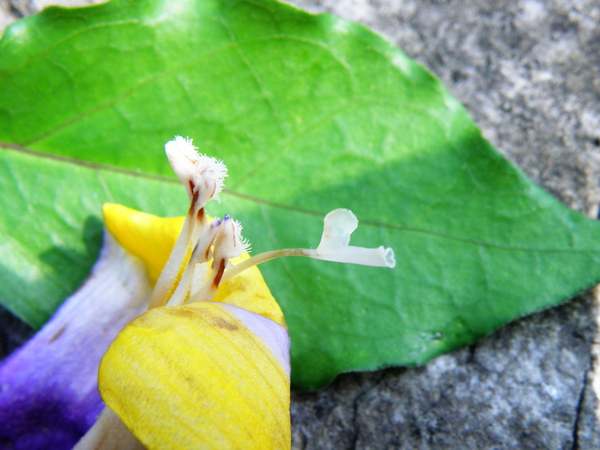 04-06立鶴花~爵床科~雌蕊花杯 