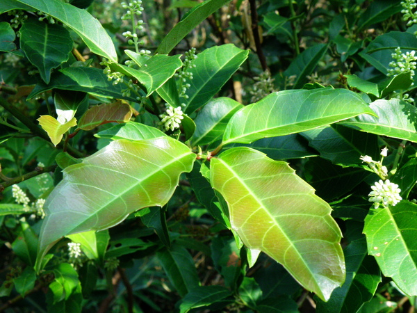 09-01小花鼠刺 