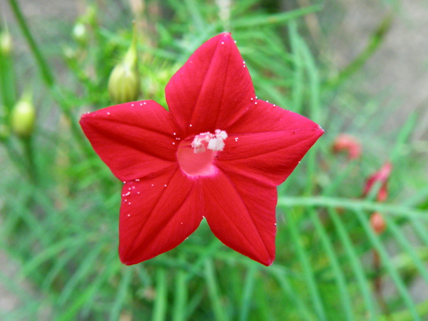 19-02鳥蘿~旋花科 