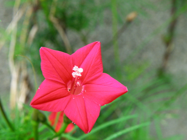 19-03鳥蘿~旋花科 