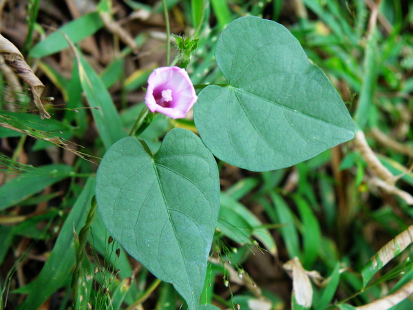 09-01紅花野牽牛 