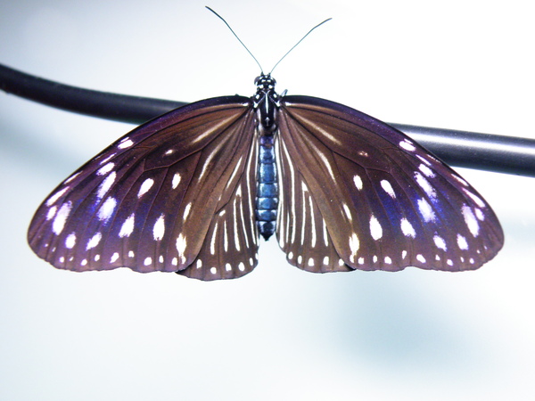  20-04端紫斑蝶母的 