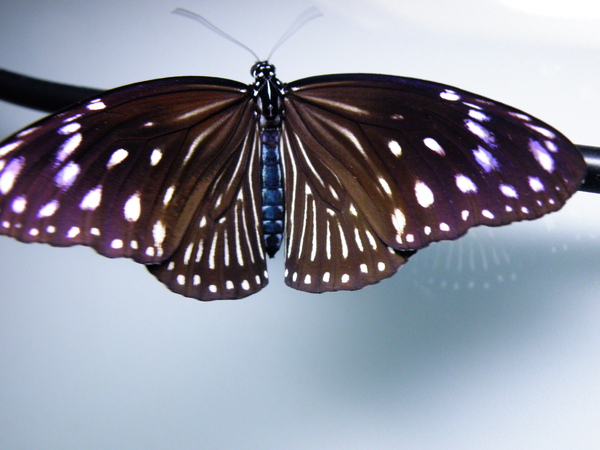 20-05端紫斑蝶母的 