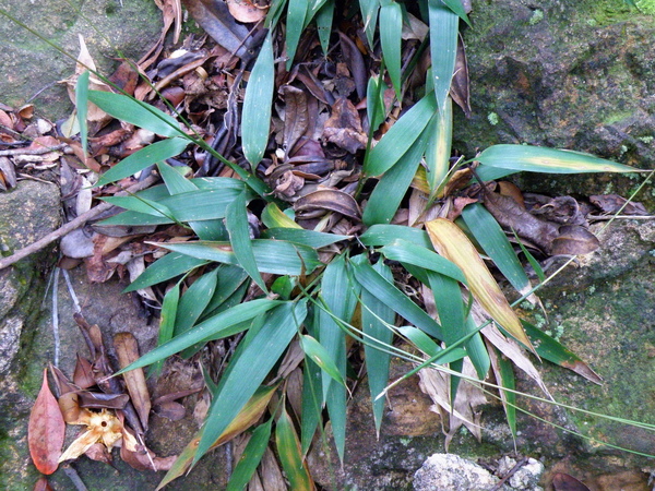 11-01淡竹葉~叢生 11-01淡竹葉~叢生