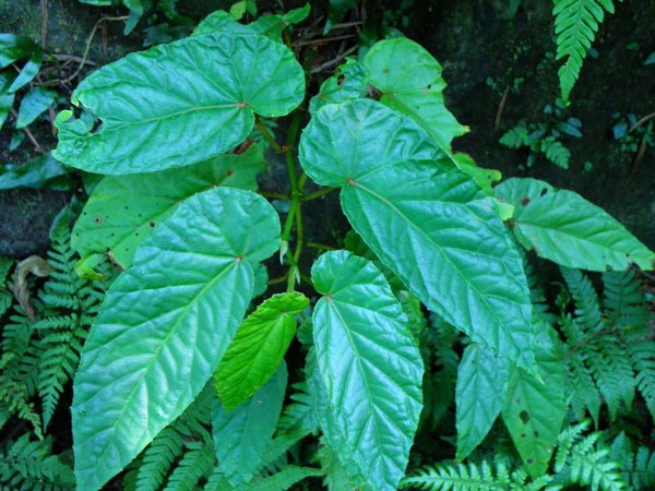 07圓果秋海棠 