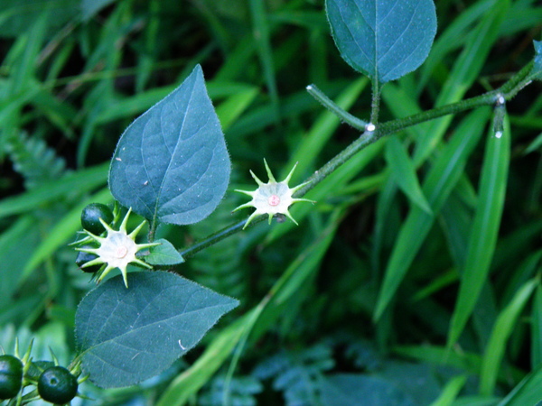 03-2 雙花龍葵 