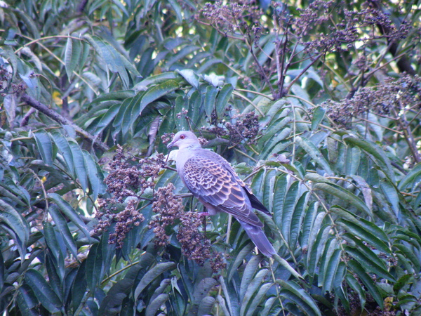 17-02金背鳩 