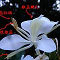 野薑花