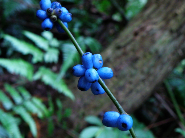 09-02圓葉雞屎樹 