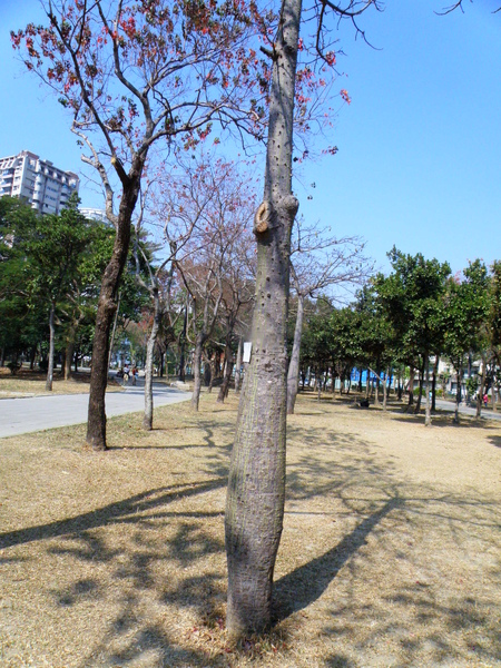 06-04美人樹.JPG